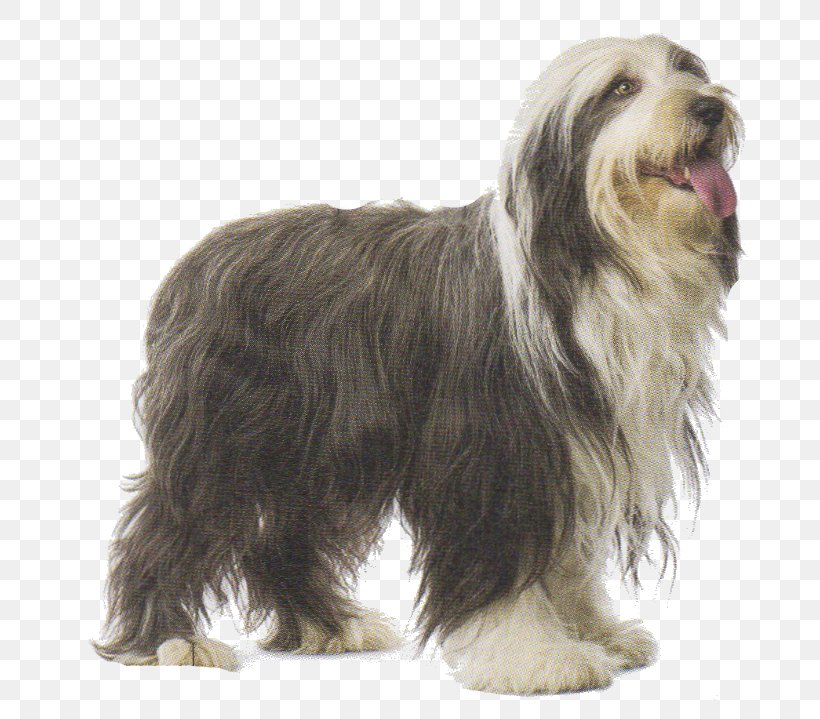 Bearded Collie Catalan Sheepdog Polish Lowland Sheepdog Tibetan Terrier Sapsali, PNG, 717x719px, Bearded Collie, Animal Husbandry, Boskapshund, Breed, Breeder Download Free