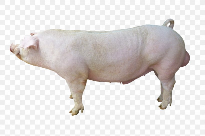 Duroc Pig Large White Pig Hampshire Pig Cattle Breed, PNG, 2342x1561px, Duroc Pig, Animal, Animal Husbandry, Breed, Cattle Download Free