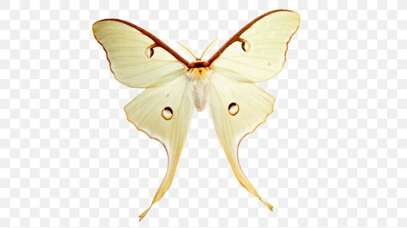 Silkworm Brush-footed Butterflies Pieridae Butterfly Beetle, PNG, 573x461px, Silkworm, Arthropod, Beetle, Bombycidae, Bombyx Mori Download Free