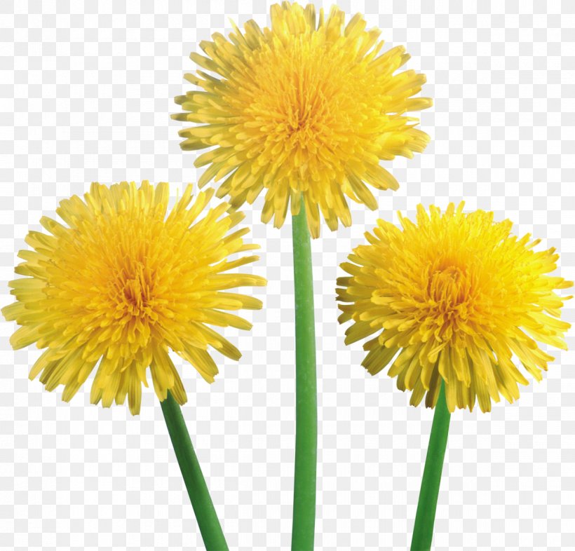 Dandelion Clip Art, PNG, 1200x1151px, Dandelion Coffee, Chrysanths, Common Dandelion, Cut Flowers, Daisy Family Download Free