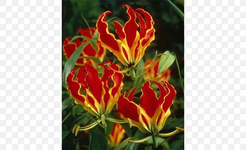 Flame Lily Bulb Flower Garden Lilies, PNG, 500x500px, Flame Lily, Alstroemeriaceae, Annual Plant, Arumlily, Bulb Download Free