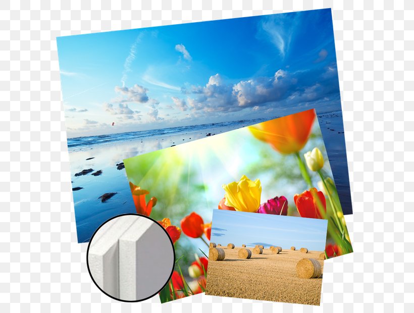 Foreign Exchange Market Candlestick Pattern Picture Frames Photography Photographic Paper, PNG, 620x620px, Foreign Exchange Market, Candlestick Chart, Candlestick Pattern, Canvas, Color Photography Download Free