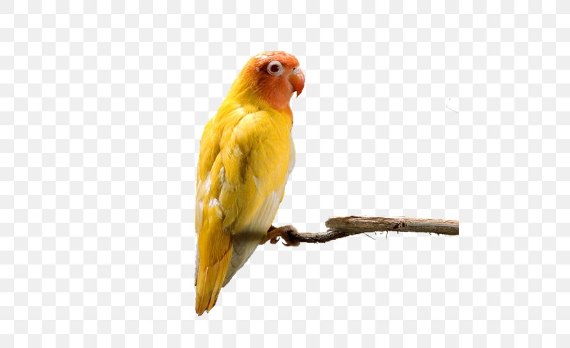 Budgerigar Parrot Lovebird, PNG, 500x500px, Budgerigar, Beak, Bird, Common Pet Parakeet, Companion Parrot Download Free