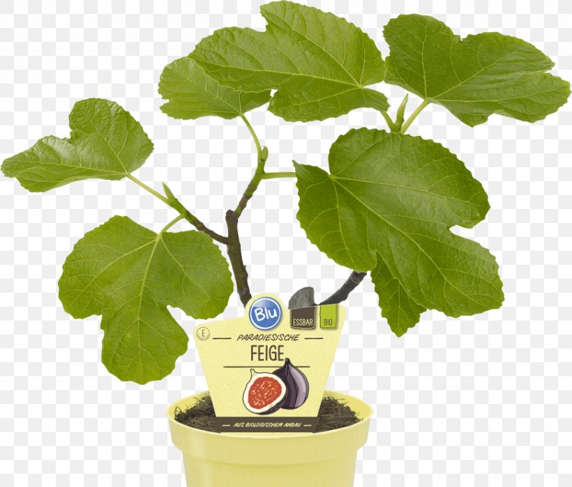Common Fig Houseplant OBI Weeping Fig Embryophyta, PNG, 870x742px, Common Fig, Auglis, Chocolate Mint, Embryophyta, Fig Trees Download Free