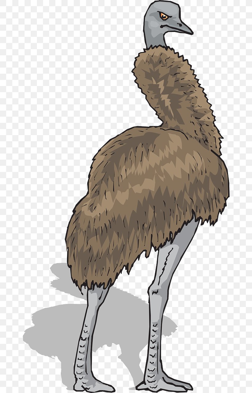 Emu Common Ostrich Bird Clip Art, PNG, 674x1280px, Emu, Beak, Bird, Bird Of Prey, Common Ostrich Download Free