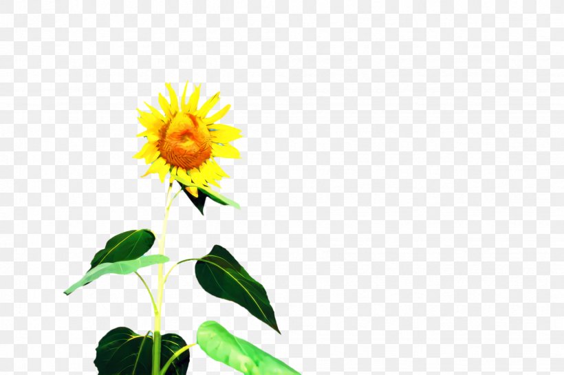 Flowers Background, PNG, 2452x1632px, 4 Star, Sunflower, Annual Plant, Asterales, Bloom Download Free