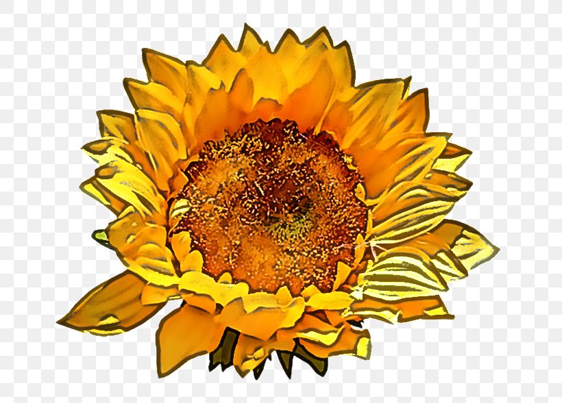 Sunflower, PNG, 700x589px, Sunflower, Asterales, Flower, Flowering Plant, Petal Download Free