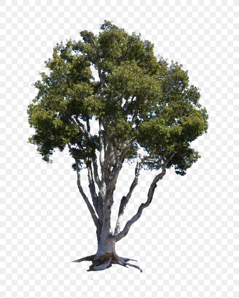 Branch Tree Black Locust Bay Laurel Silver Maple, PNG, 781x1023px, Branch, American Sycamore, Bay Laurel, Black Locust, Houseplant Download Free