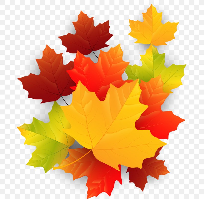 Maple Leaf, PNG, 686x800px, Maple Leaf, Autumn, Flowering Plant, Leaf, Maple Download Free
