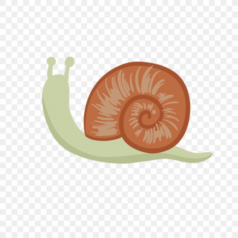 Snail Cartoon Design Drawing, PNG, 1000x1000px, Snail, Animation, Cartoon, Drawing, Invertebrate Download Free