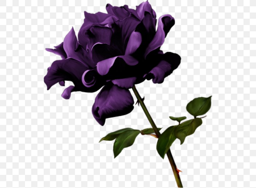 Garden Roses Violet Flower, PNG, 540x602px, Garden Roses, Color, Cut Flowers, Data Compression, Devil Download Free