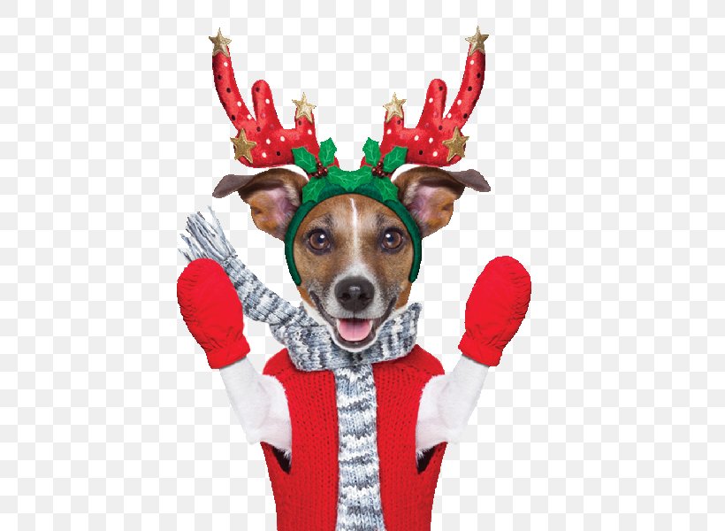 Jack Russell Terrier Reindeer Lapponian Herder Stock Photography Puppy, PNG, 600x600px, Jack Russell Terrier, Antler, Christmas, Christmas Ornament, Deer Download Free