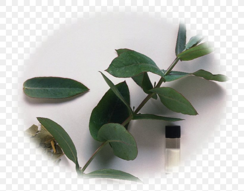 Five Green Leaves Eucalyptus Oil Eucalyptus Radiata Eucalyptus Globulus Essential Oil Oil Miscellaneous Leaf Oil Aromatherapy Myrtaceae Png Nextpng