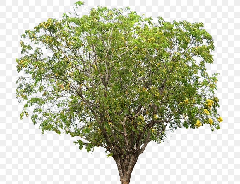 Narra Tree Dalbergieae Rosewood, PNG, 713x630px, Narra, Arecaceae, Branch, Dalbergieae, Faboideae Download Free