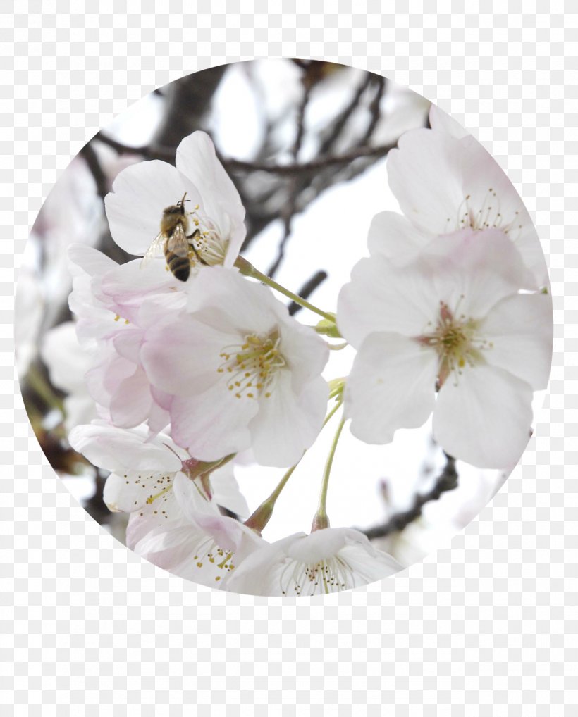 North Carolina Obituary Neil H. Cohen DDS Condolences Family, PNG, 1288x1600px, North Carolina, Blossom, Branch, Cherry Blossom, Condolences Download Free