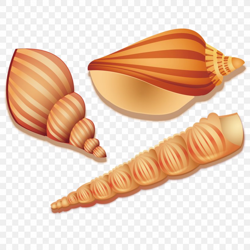 Seashell Sea Snail, PNG, 1500x1500px, Seashell, Beach, Conch, Conchology, Element Download Free