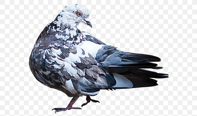 Stock Dove Pigeons And Doves Domestic Pigeon Bird Beak, PNG, 600x485px, Stock Dove, Animal, Beak, Bird, Bird Nest Download Free