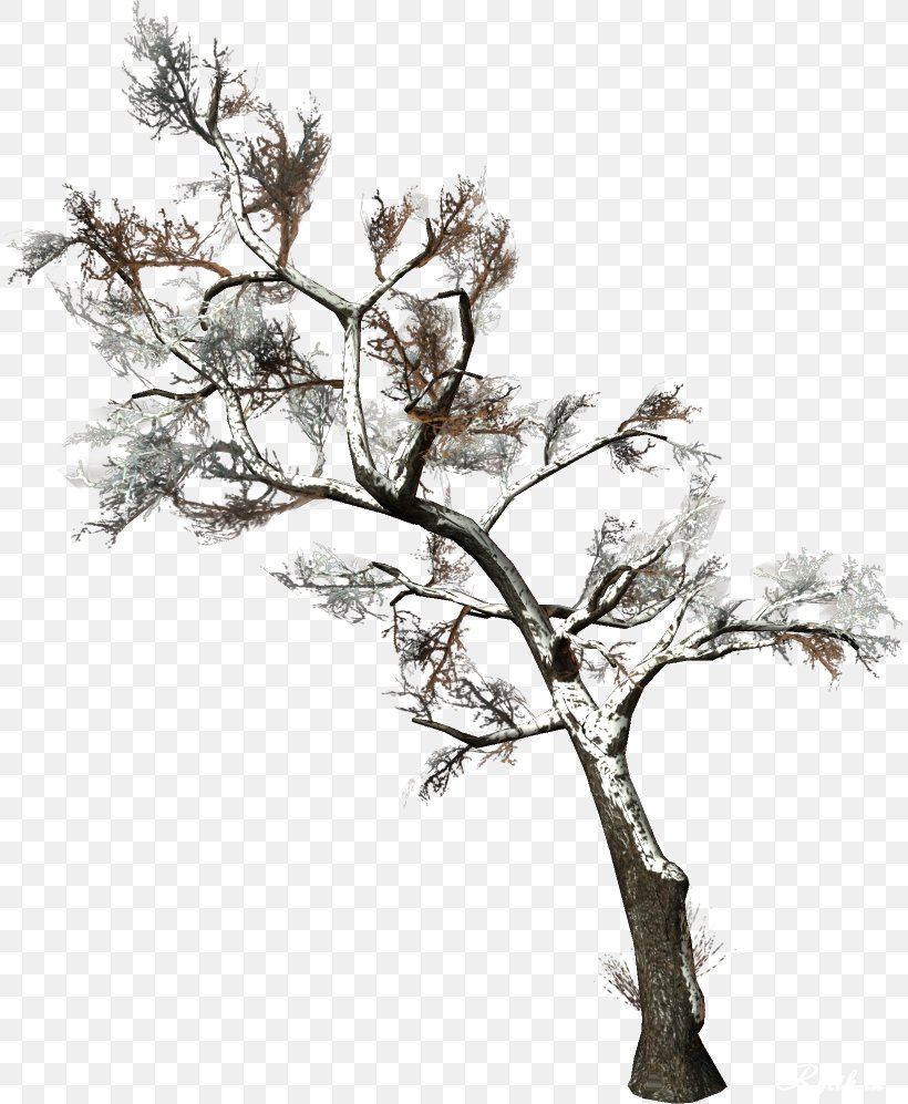 Tree Branch Woody Plant Clip Art, PNG, 812x997px, Tree, Black And White, Branch, Conifers, Flower Download Free