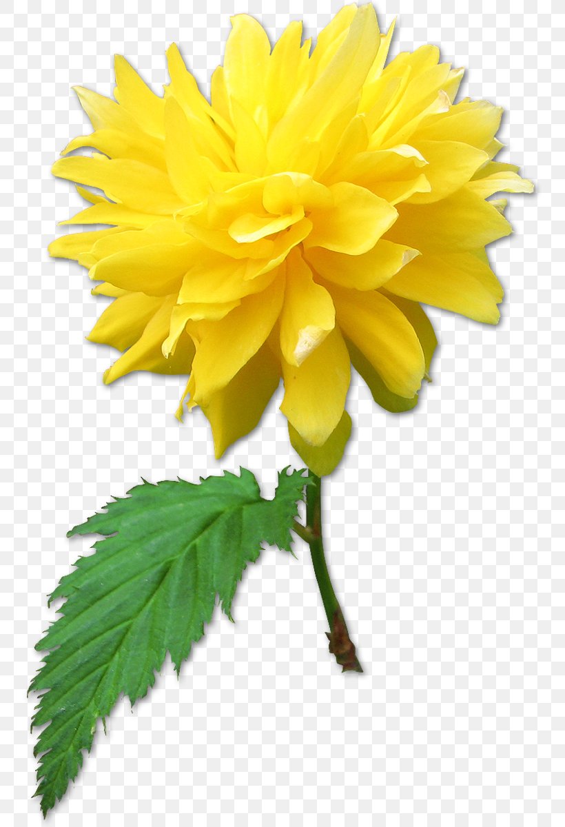 Dahlia Flower, PNG, 752x1200px, Dahlia, Chart, Chrysanthemum, Chrysanths, Daisy Family Download Free