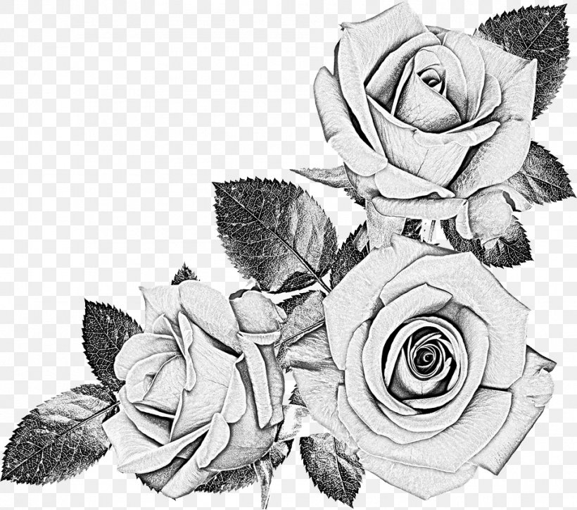 Black Rose Drawing Images LunaPlutoniana