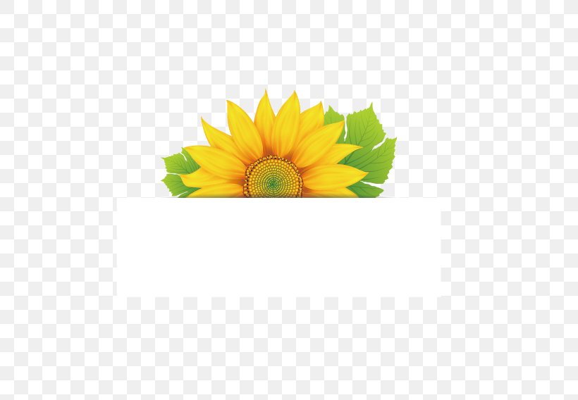 Flower Euclidean Vector, PNG, 567x568px, Flower, Common Sunflower, Daisy Family, Floral Design, Flowering Plant Download Free