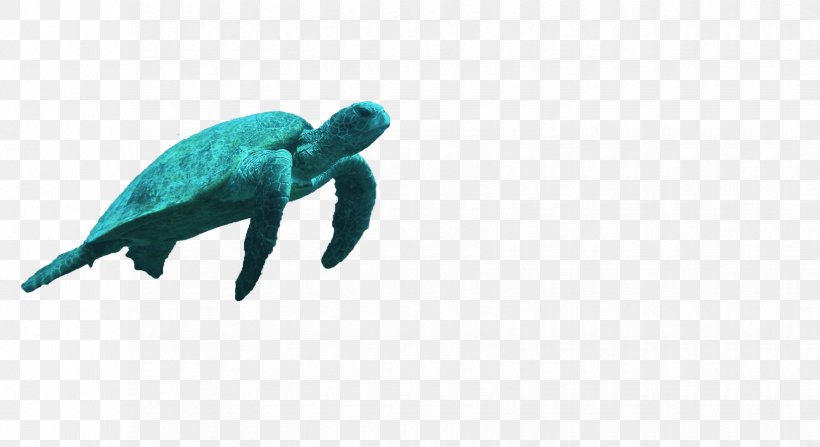 Sea Turtle Reptile Turquoise Teal, PNG, 1650x900px, Turtle, Animal Figure, Author, Beak, Birthday Download Free