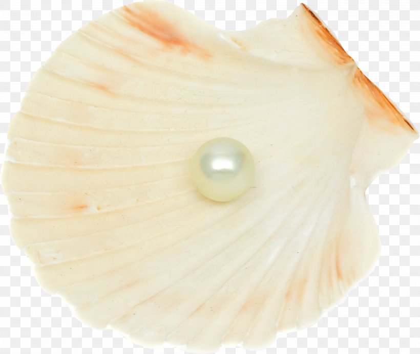 Seashell Pearl Conchology, PNG, 3997x3376px, Seashell, Ashtray, Bead, Ceramic, Conchology Download Free