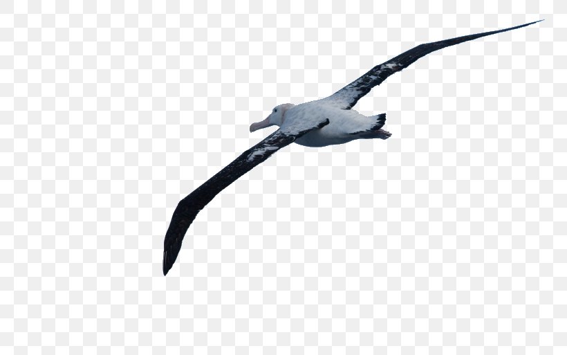 Wandering Albatross Wing Beak Feather, PNG, 800x513px, Albatross, Beak, Bird, Fauna, Feather Download Free
