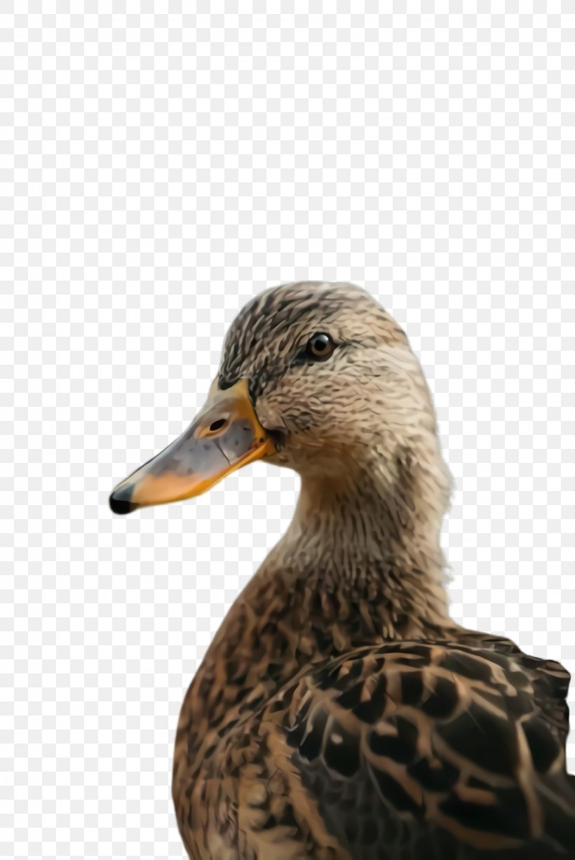 Bird Duck Beak Mallard Ducks, Geese And Swans, PNG, 1636x2448px, Bird, American Black Duck, Beak, Duck, Ducks Geese And Swans Download Free