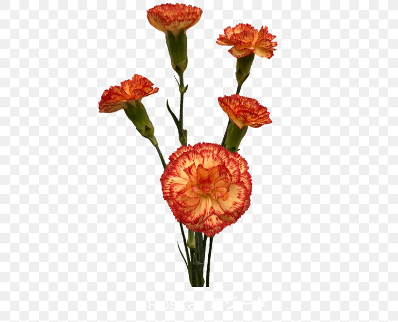 Cut Flowers Colibri Flowers S.A. Carnation Petal, PNG, 600x663px, Cut Flowers, Carnation, Colibri Flowers Sa, Family, Family Film Download Free