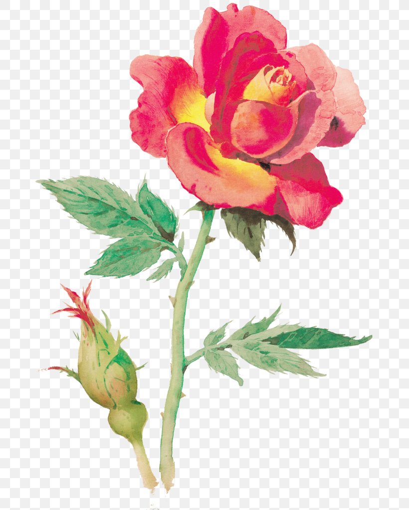 Garden Roses Cabbage Rose Plant Peony Cut Flowers, PNG, 724x1024px, Garden Roses, Bud, Cabbage Rose, Common Peony, Cut Flowers Download Free