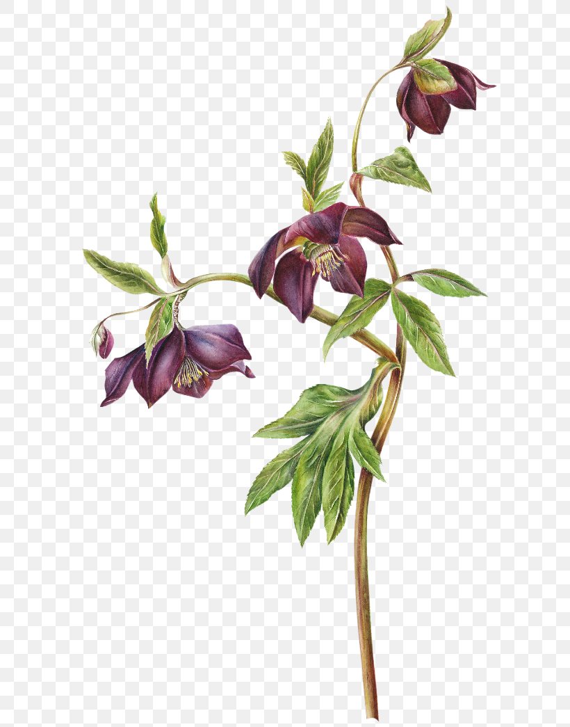 Watercolor Painting Hellebore Drawing Botanical Illustration, PNG, 650x1045px, Watercolor Painting, Art, Artist, Botanical Illustration, Botany Download Free