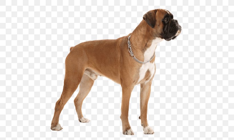 Dog Breed Boxer Caucasian Shepherd Dog Valley Bulldog Companion Dog, PNG, 567x489px, Dog Breed, Boston Terrier, Boxer, Breed, Carnivoran Download Free