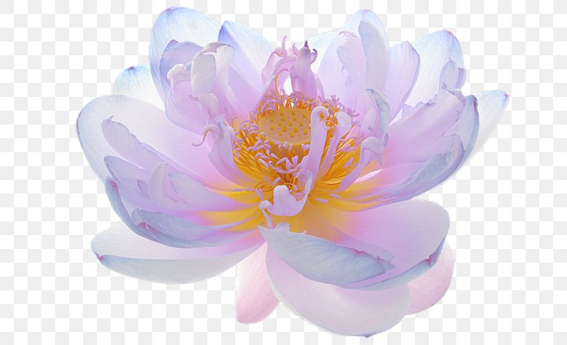 Nelumbo Nucifera Flower Petal Wreath Floral Symmetry, PNG, 750x499px, Nelumbo Nucifera, Aquatic Plant, Blossom, Blue Rose, Dahlia Download Free