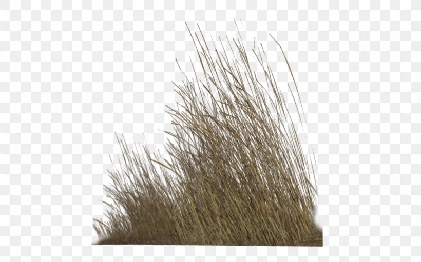 Grasses Plant Desktop Wallpaper Lawn, PNG, 1024x639px, Grasses, Desert, Grass, Grass Family, Landscape Download Free