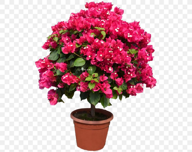 Flowerpot Cut Flowers Industry WordPress, PNG, 590x650px, Flower, Annual Plant, Azalea, Cut Flowers, English Language Download Free