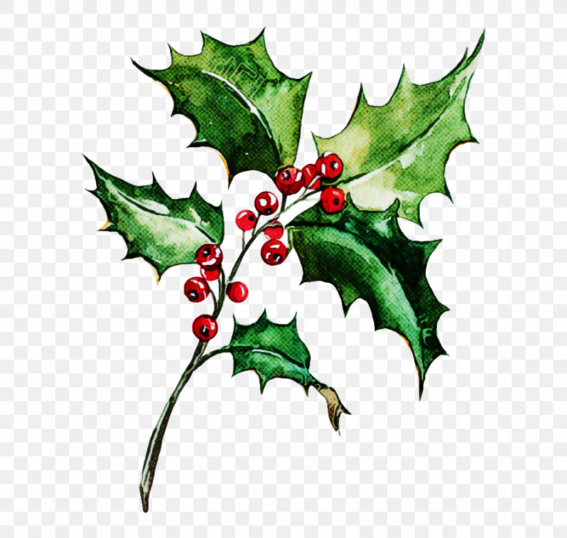 Holly, PNG, 920x873px, Holly, American Holly, Flower, Hollyleaf Cherry, Leaf Download Free