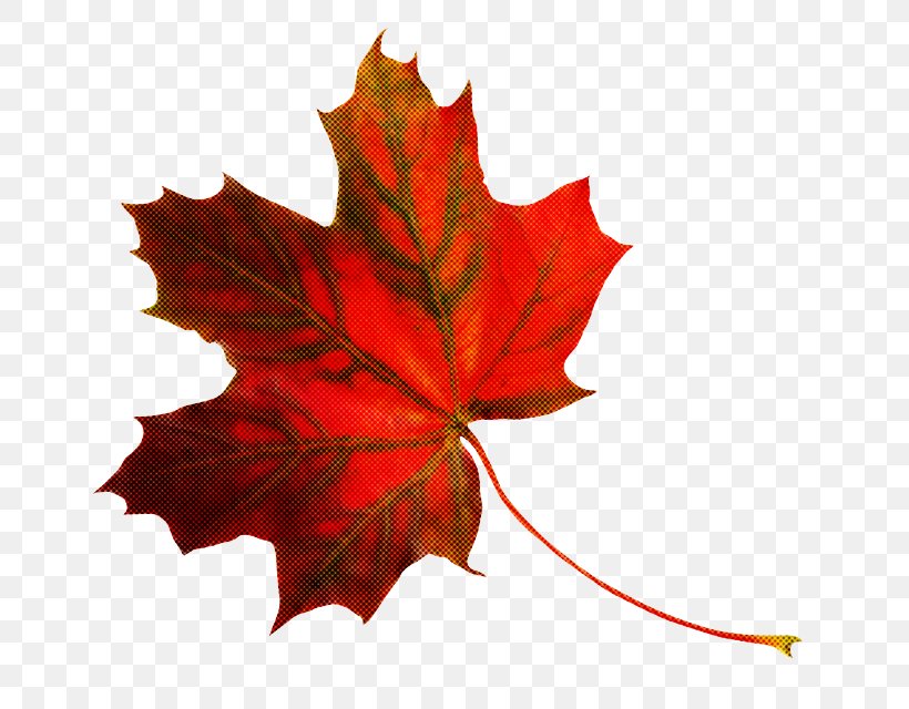 Maple Leaf, PNG, 700x640px, Leaf, Black Maple, Deciduous, Maple, Maple Leaf Download Free