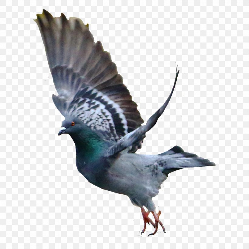 Rock Dove Bird Columbidae, PNG, 1500x1500px, Rock Dove, Animal, Beak, Bird, Columbidae Download Free