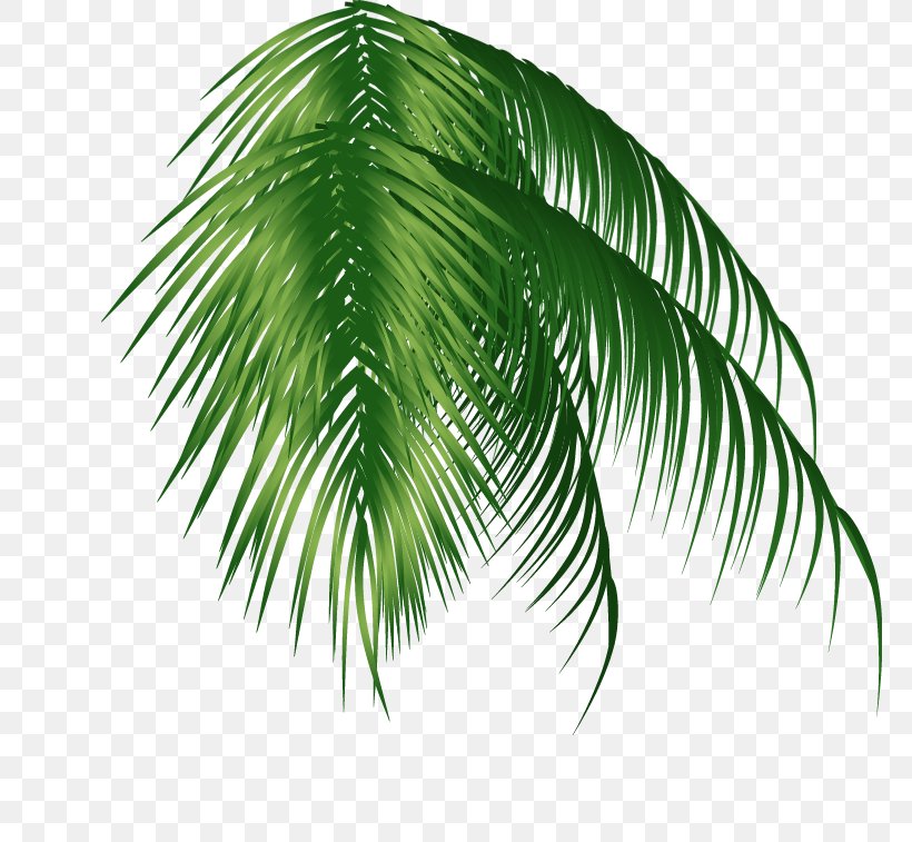 Arecaceae Coconut Clip Art, PNG, 766x757px, Arecaceae, Arecales, Coconut, Computer Graphics, Information Download Free