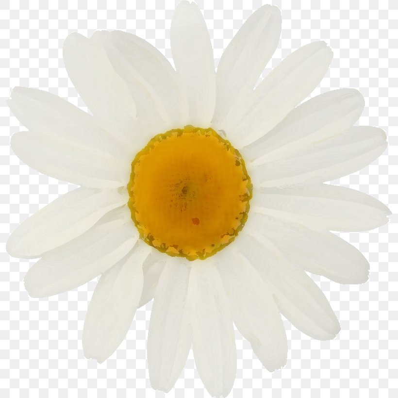 Common Daisy Stock Photography Oxeye Daisy Royalty-free Depositphotos, PNG, 796x820px, Common Daisy, Chamomile, Chrysanthemum, Chrysanths, Closeup Download Free