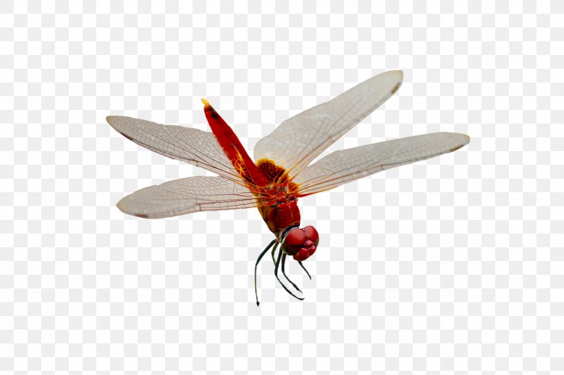 Dragonfly Adobe Illustrator Download, PNG, 1200x800px, Dragonfly, Arthropod, Dragonflies And Damseflies, Fly, Insect Download Free