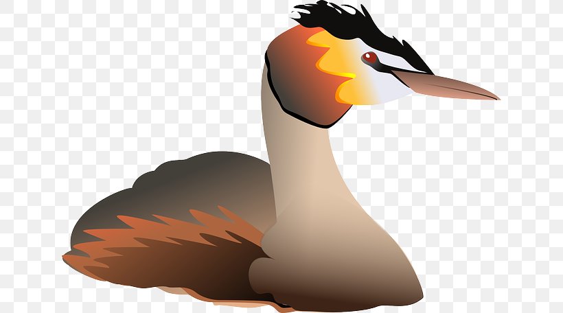 Duck Water Bird Great Crested Grebe Clip Art, PNG, 640x456px, Duck, Beak, Bird, Ducks Geese And Swans, Fauna Download Free