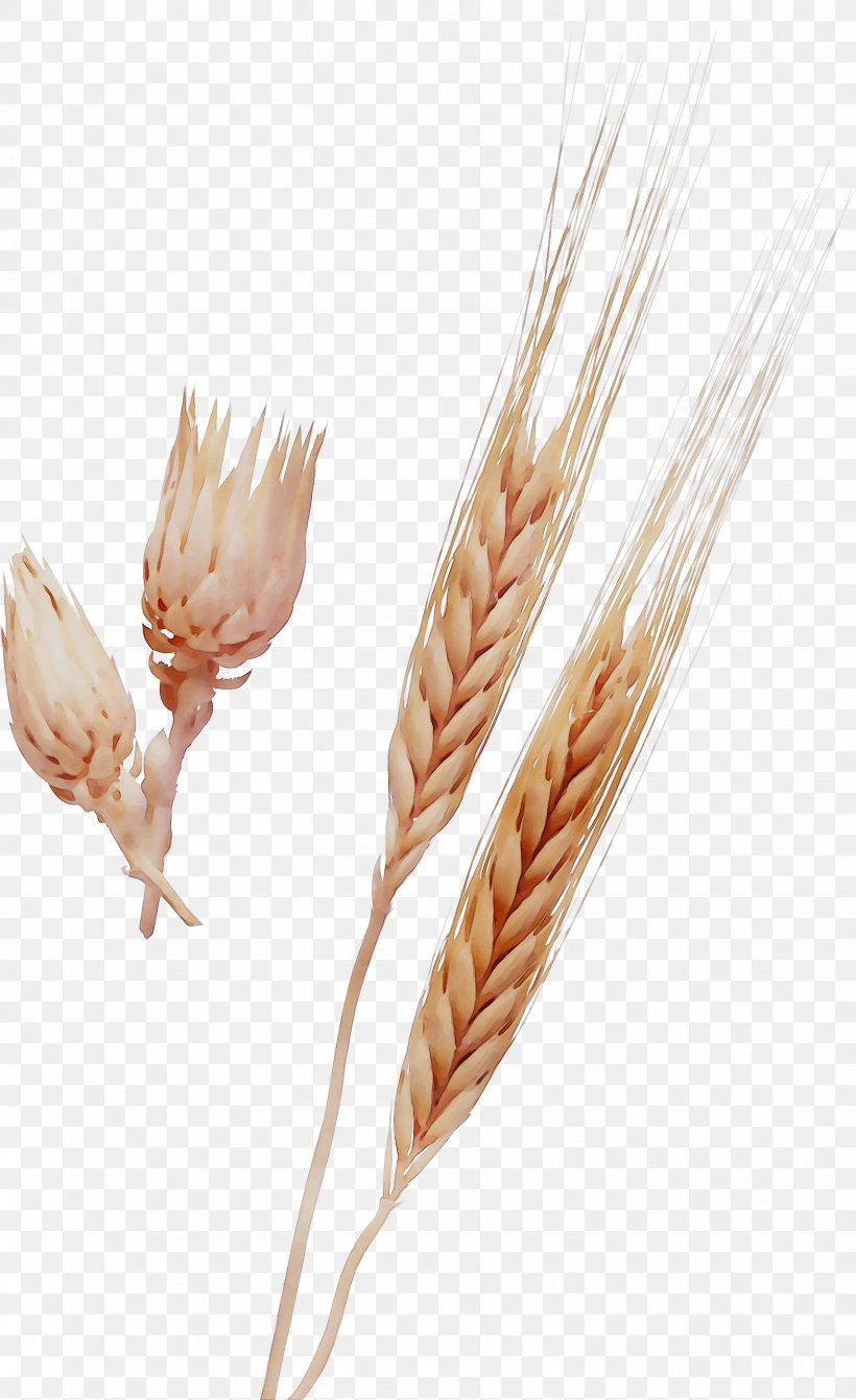 Emmer, PNG, 1571x2572px, Emmer, Barley, Cereal, Durum, Einkorn Wheat Download Free