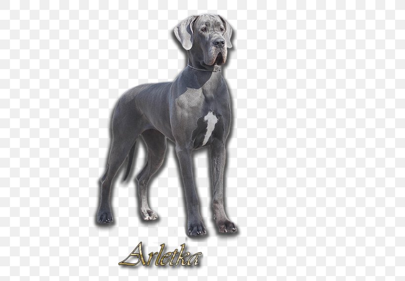 Great Dane Greyhound Dog Breed Dogo Argentino Sloughi, PNG, 477x570px, Great Dane, Anya Jenkins, Breed, Carnivoran, Dog Download Free