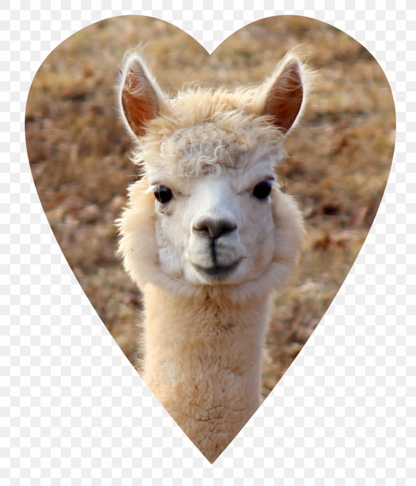 Alpaca Llama Wool Vicuña Fiber, PNG, 1008x1176px, Alpaca, Camel Like Mammal, Fiber, Hair, Keyword Tool Download Free