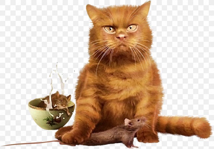 Cat Kitten Garabato Y Tinta Animal, PNG, 1001x697px, Cat, Animal, Animal Track, Asian, Carnivoran Download Free