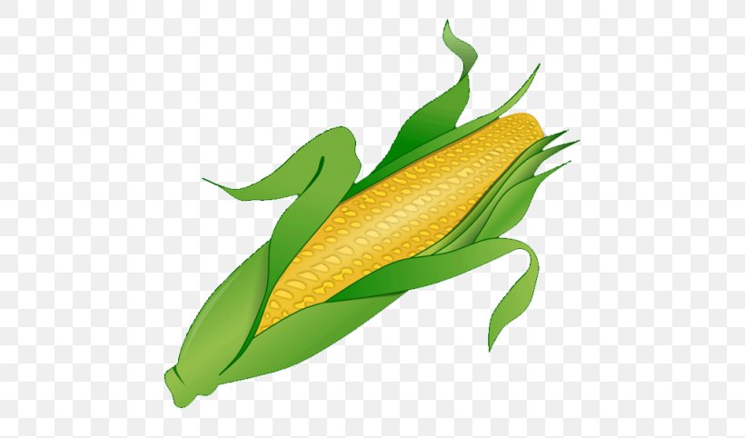 Corn On The Cob Clip Art Vector Graphics Free Content, PNG, 768x482px, Corn On The Cob, Anthurium, Baby Corn, Corn, Cuisine Download Free