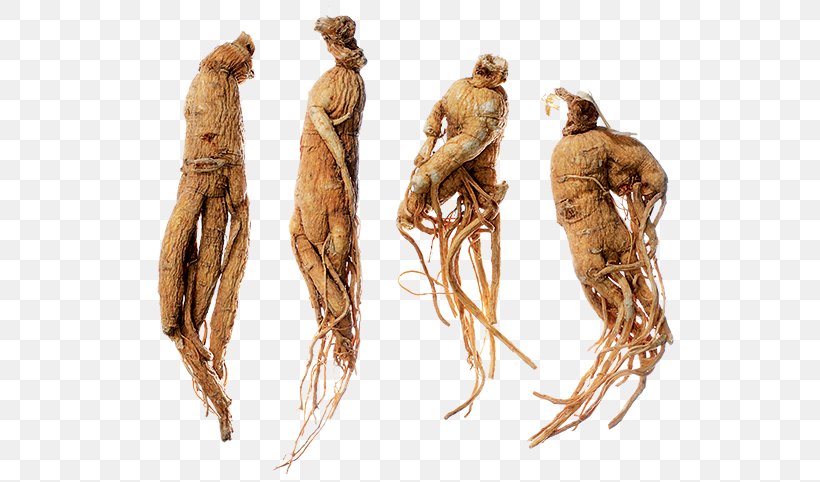 Ginseng Tea Ginsenoside American Ginseng Herbalism, PNG, 600x482px, Ginseng Tea, Adaptogen, Alternative Health Services, American Ginseng, Extract Download Free