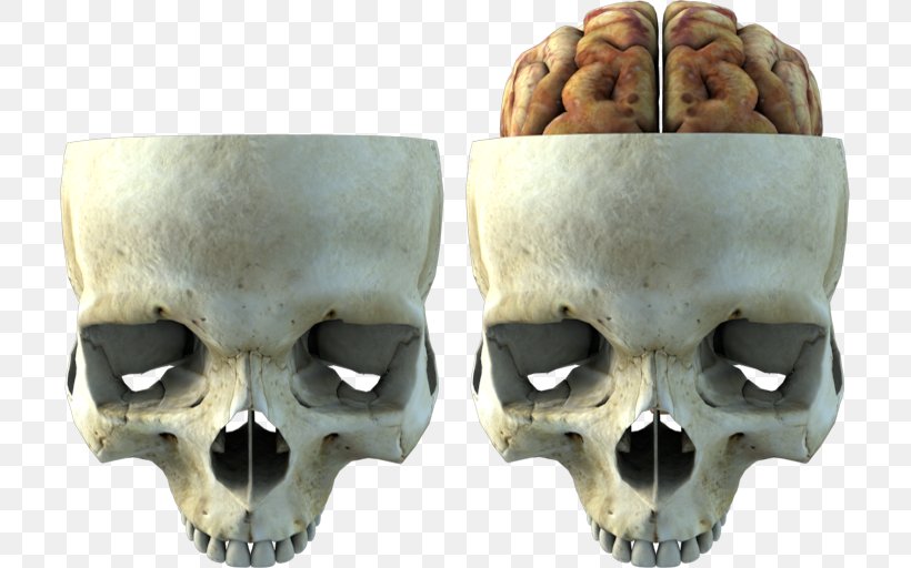 Skull Recycling Bin Rubbish Bins & Waste Paper Baskets, PNG, 711x512px, Skull, Bone, Brain, Jaw, Recycling Download Free